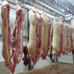 China: Schweine-Ebola verursacht Milliardenschäden
