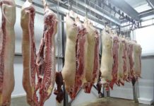 China: Schweine-Ebola verursacht Milliardenschäden